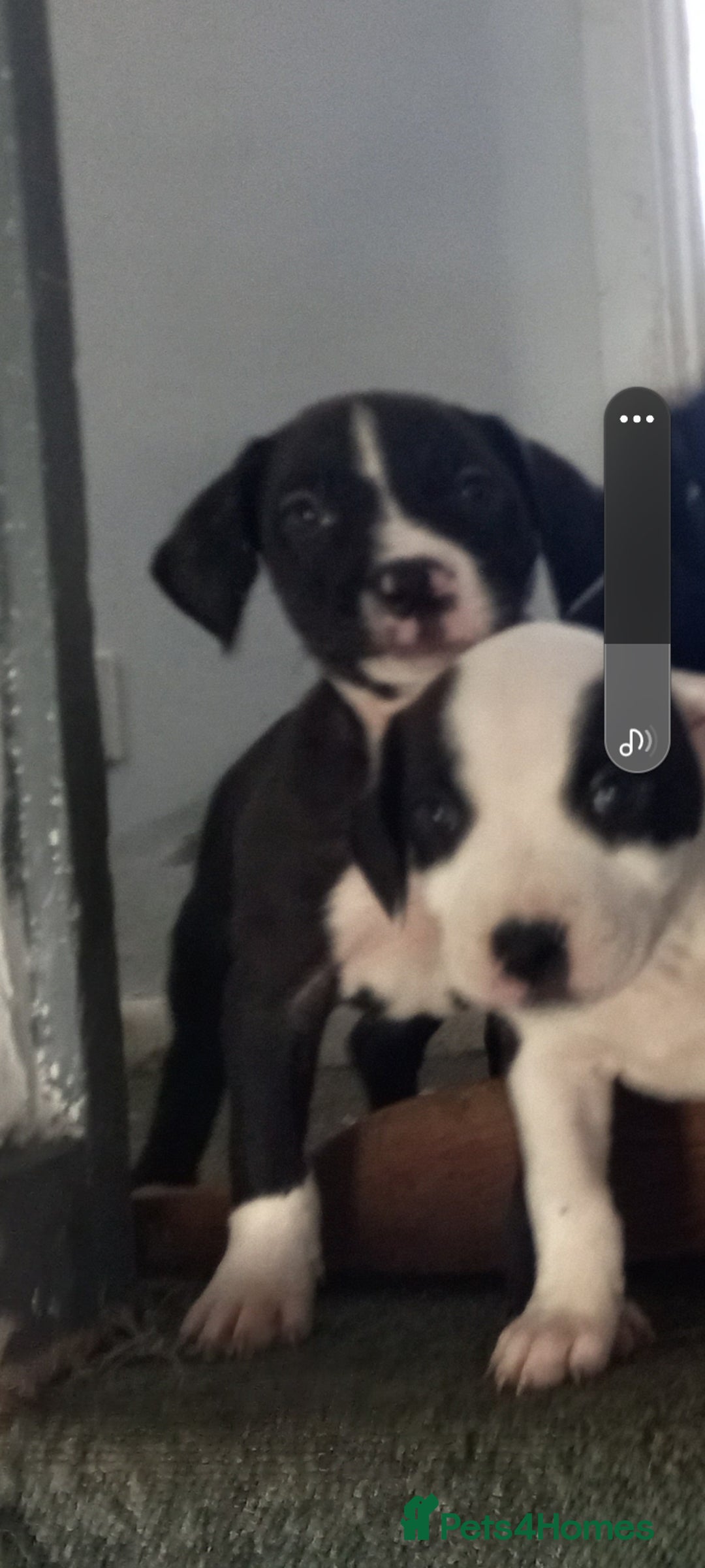 Mixed Breed dogs for sale: Puppies - Image 6