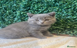 British Shorthair cats for sale: 💕British Shorthair Blue Kittens💕 - Image 23