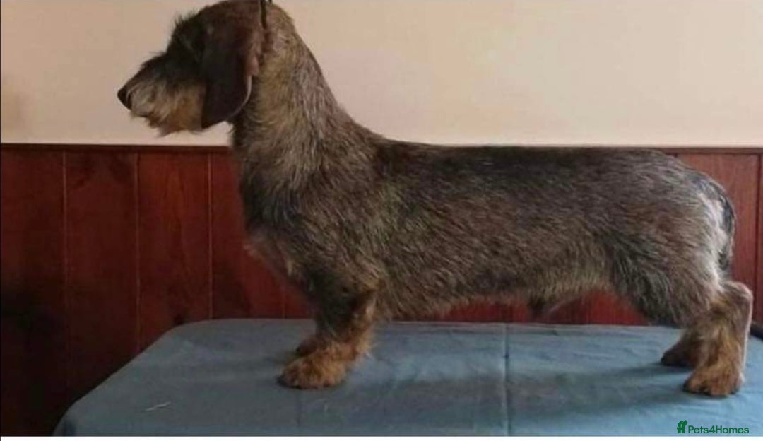 Dachshund dogs for sale: Standard Wirehaired Dacshund  - Image 3