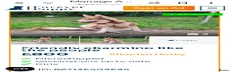 Siberian Husky dogs for sale: Lovley Nova in Pinner - Advert 1