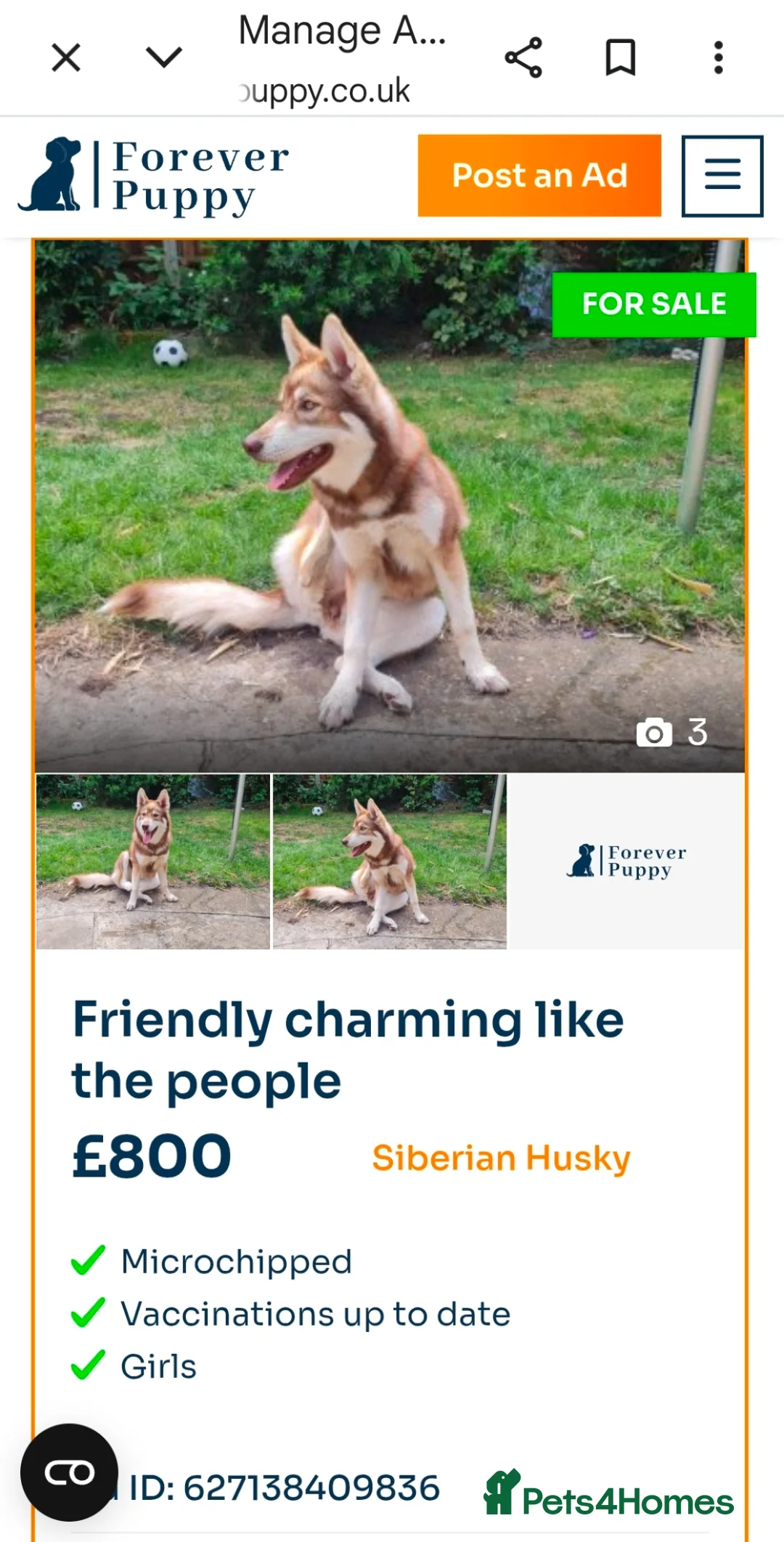 Siberian Husky dogs for sale: Lovley Nova in Pinner - Advert 1