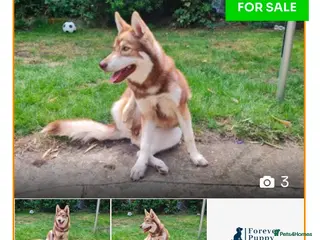 Siberian Husky dogs Lovley Nova - Advert 6