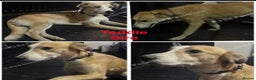Saluki dogs for sale: Saluki - Advert 12