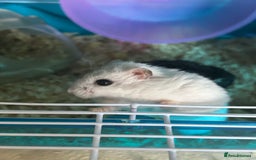 Hamster rodents for sale: 2 hamsters + cage for sale  - Image 3
