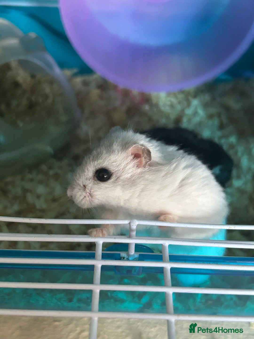 Hamster rodents for sale: 2 hamsters + cage for sale  - Image 3