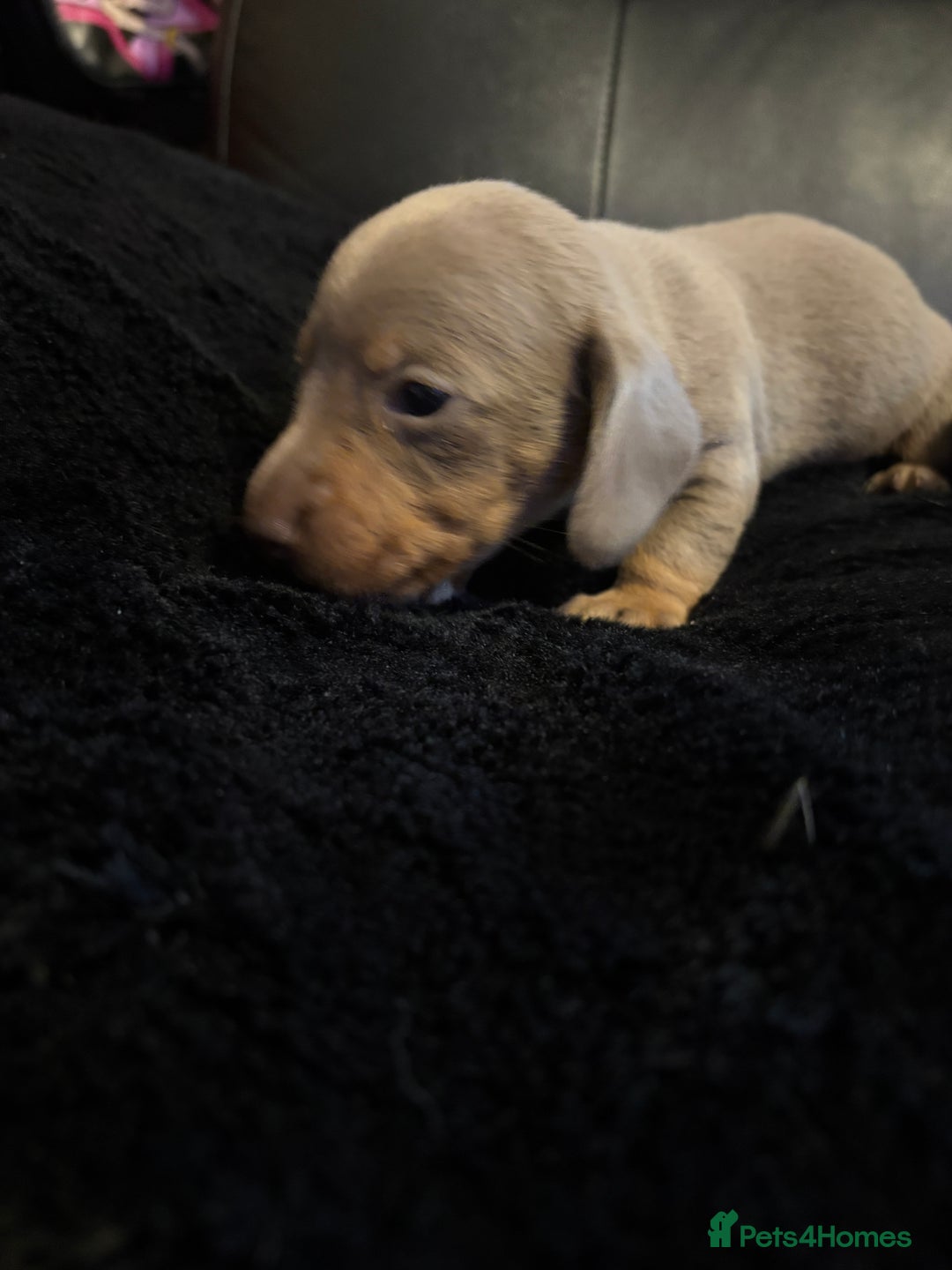 Miniature Dachshund dogs for sale: Stunning little boys - Image 6