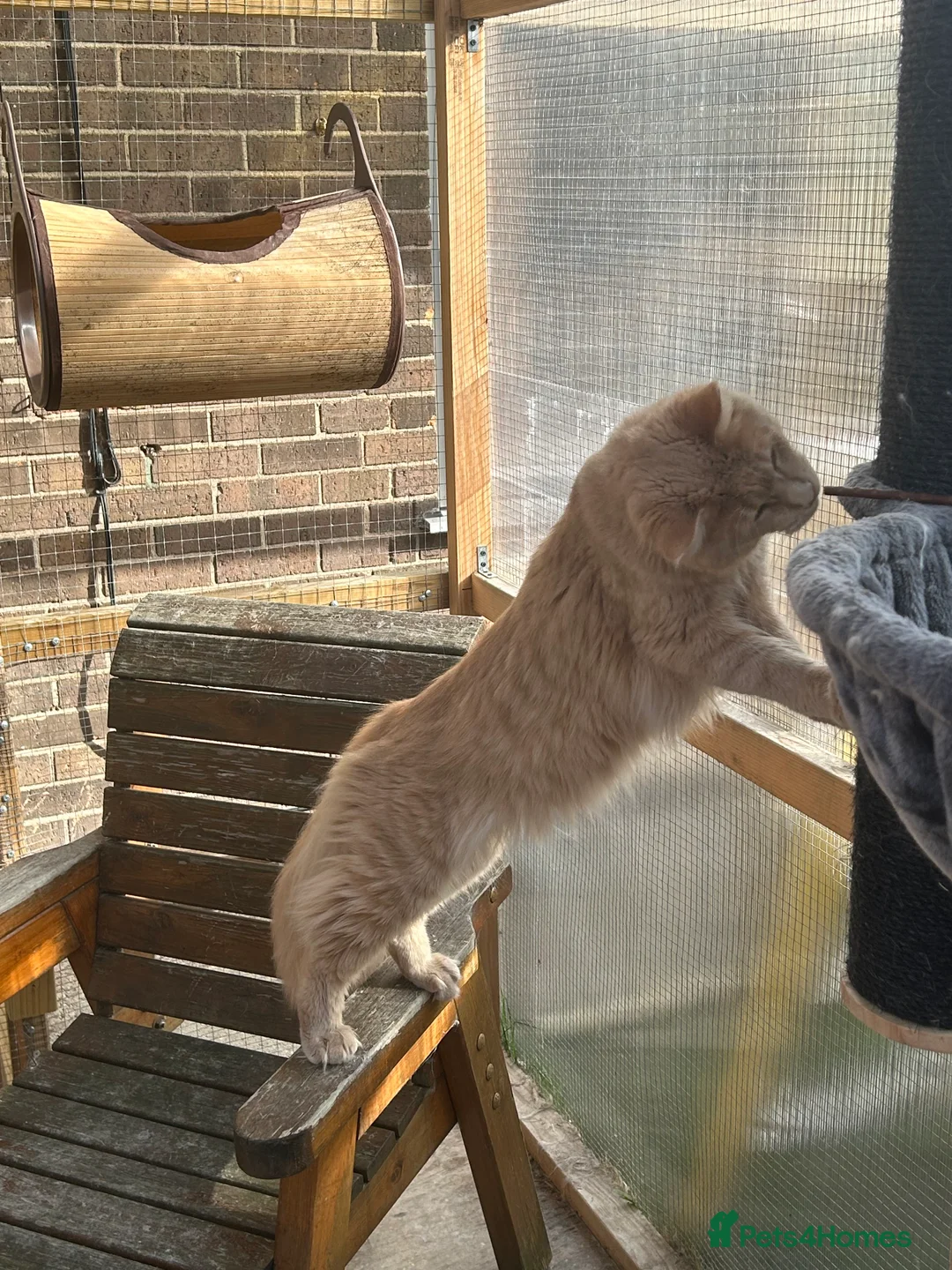 Maine Coon cats for stud: Cream Maine coon stud  - Advert 2