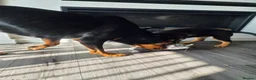 Rottweiler dogs for sale: Beautiful Rottie puppies  - Advert 5