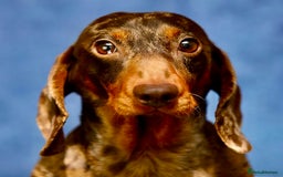 Miniature Dachshund dogs for adoption: Pickle: The Dog They Left to Die - Image 1