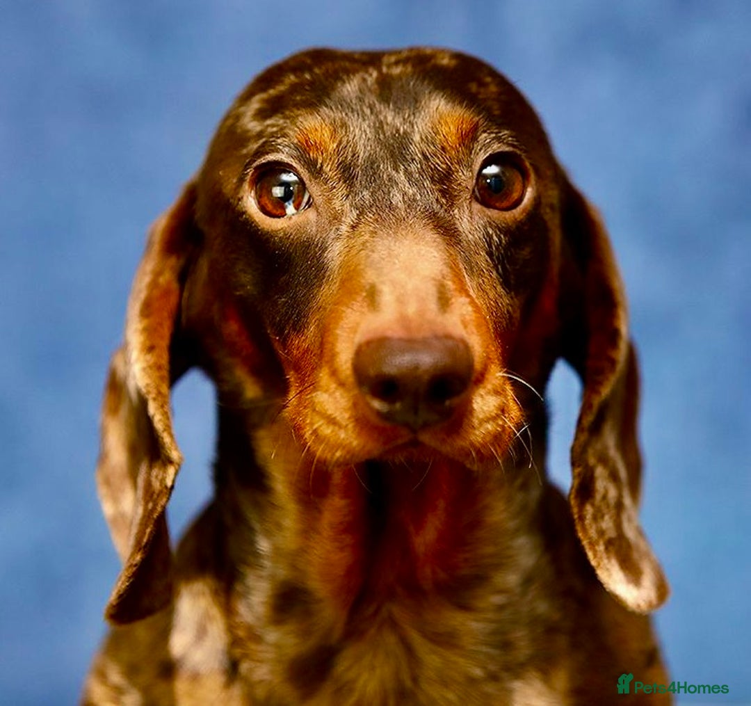 Miniature Dachshund dogs for adoption: Pickle: The Dog They Left to Die - Image 1