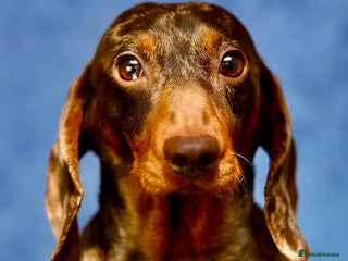 Miniature Dachshund dogs - Advert 9