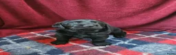 Labrador Retriever dogs for sale: Labrador Retriever Puppies - Advert 8