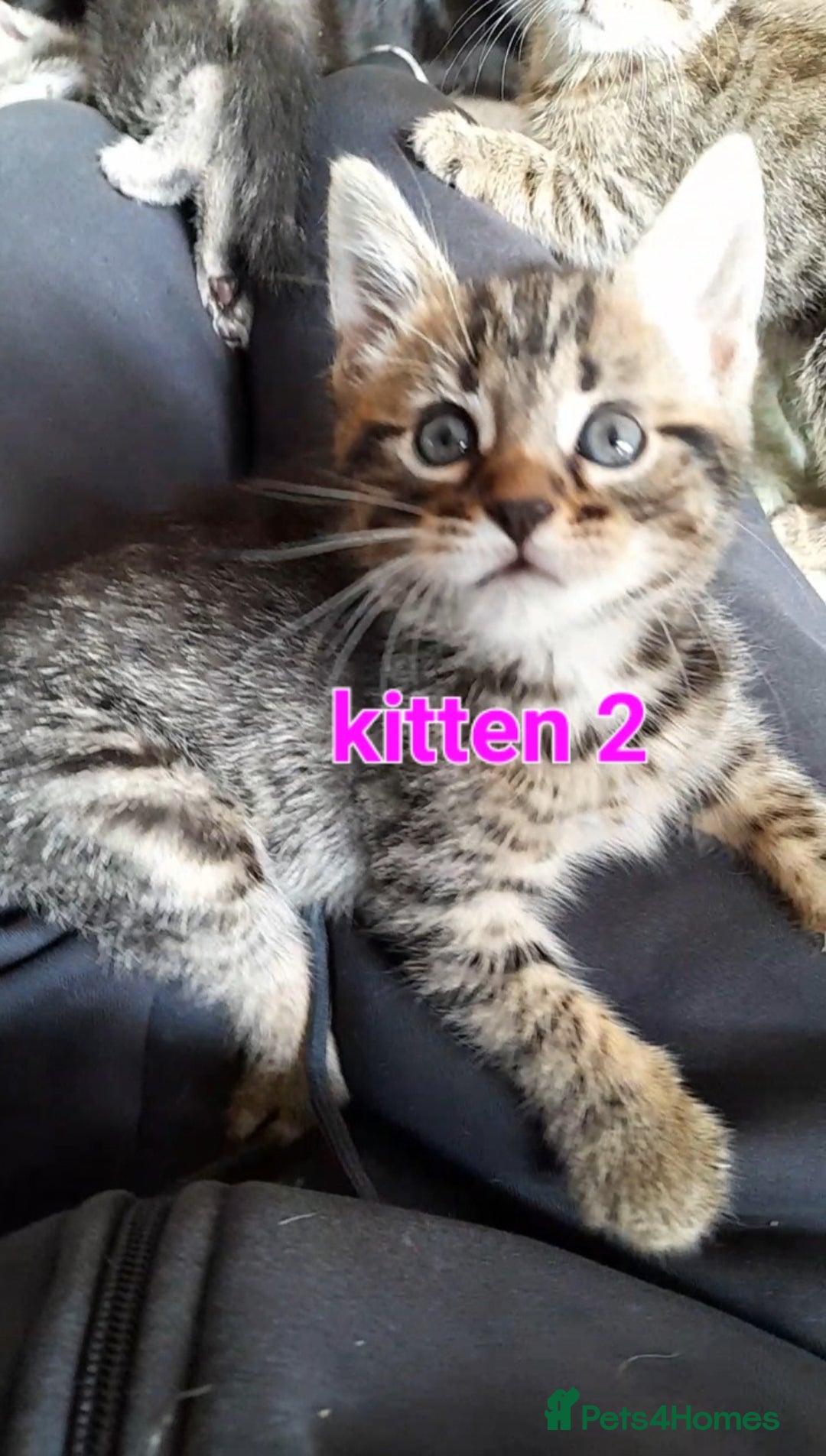 Mixed Breed cats for sale: Babies Ready Now - Image 4