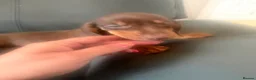 Miniature Dachshund dogs for sale: miniature dachshund puppies  in Ferryhill - Advert 16