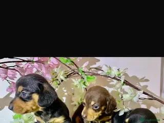 Miniature Dachshund dogs Miniature dashund puppies - Advert 16