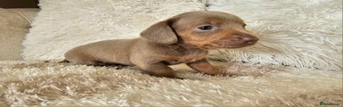 Miniature Dachshund Puppy 3