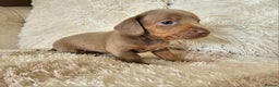 Miniature Dachshund dogs for sale: MINI DACHSHUNDS READY 20TH DEC  - Advert 24