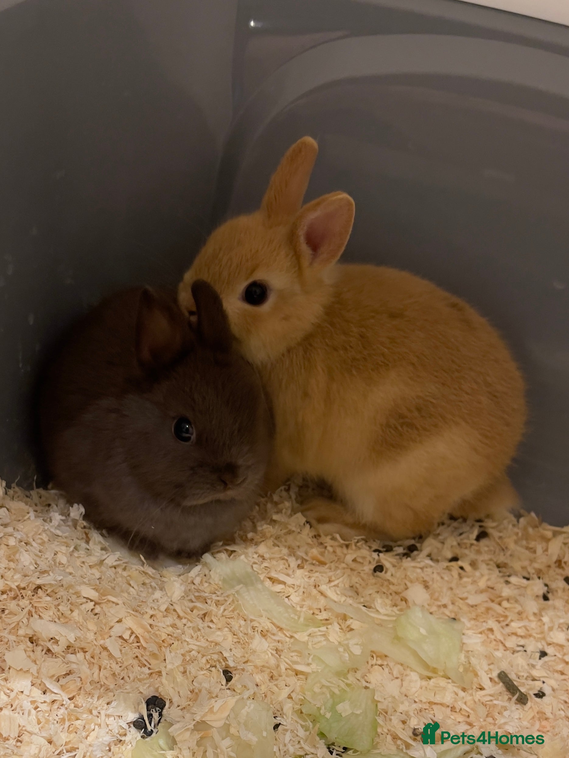 Netherland Dwarf rabbits Pure Netherland Dwarf - Advert 2