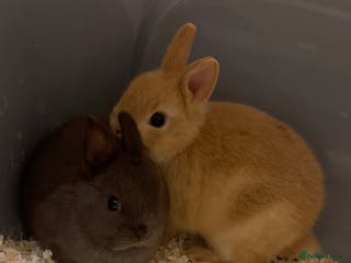 Netherland Dwarf rabbits Pure Netherland Dwarf - Advert 2