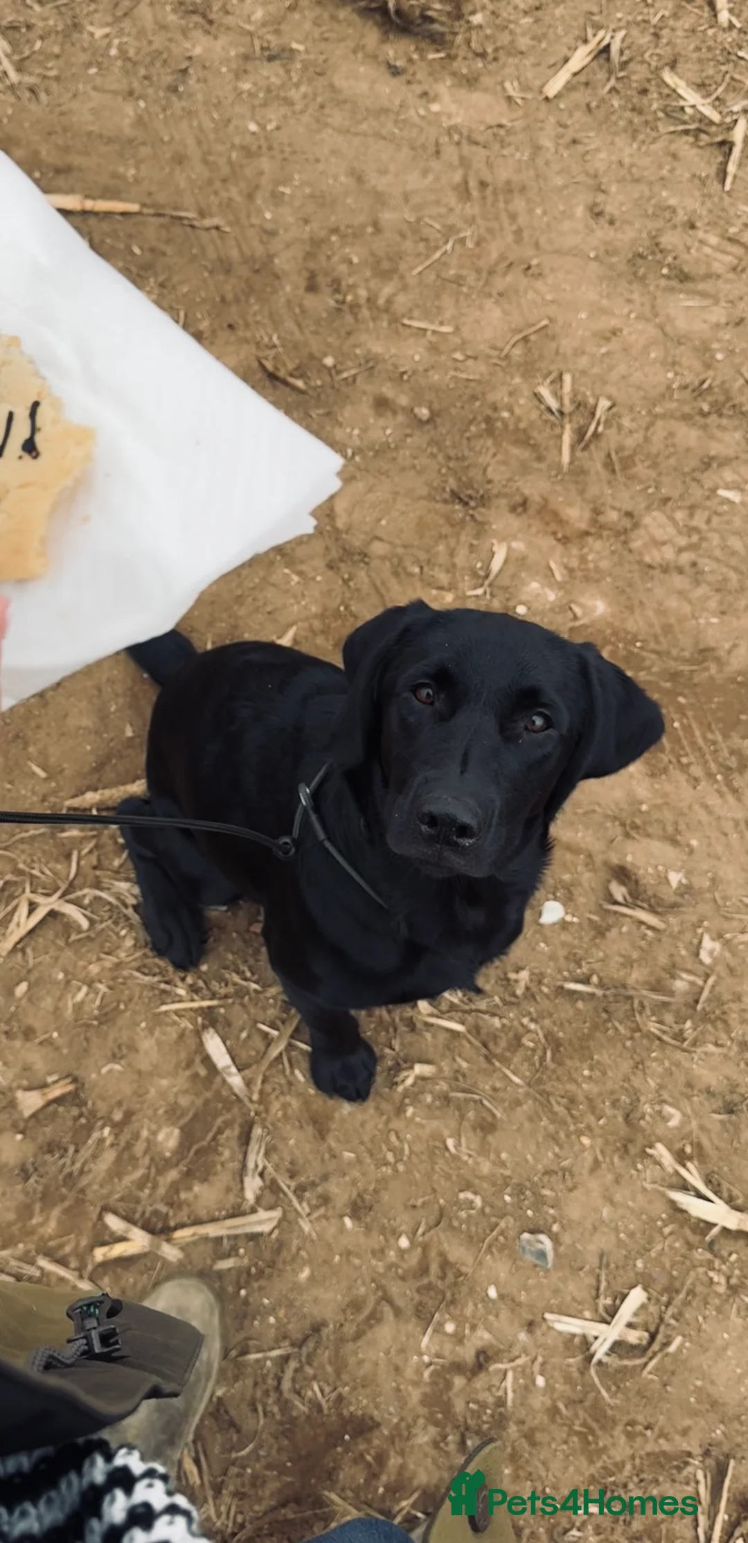 Labrador Retriever dogs for stud: Proven Labrador retriever for stud  - Advert 5