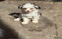 Chinese Crested dogs for sale: Cute Chinese Crested Powder Puffs..  - Image 4