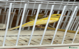 Canaries birds for sale: Canary’s for sale - Image 3