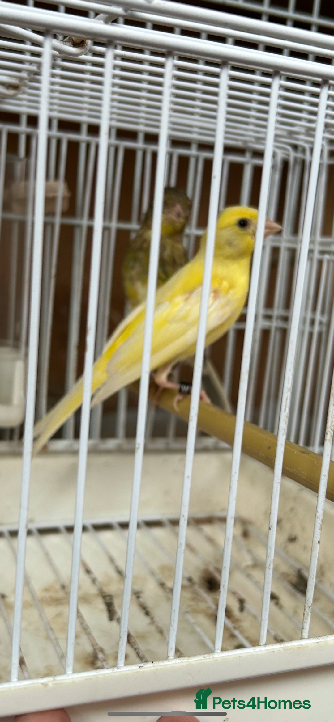 Canaries birds for sale: Canary’s for sale - Image 3