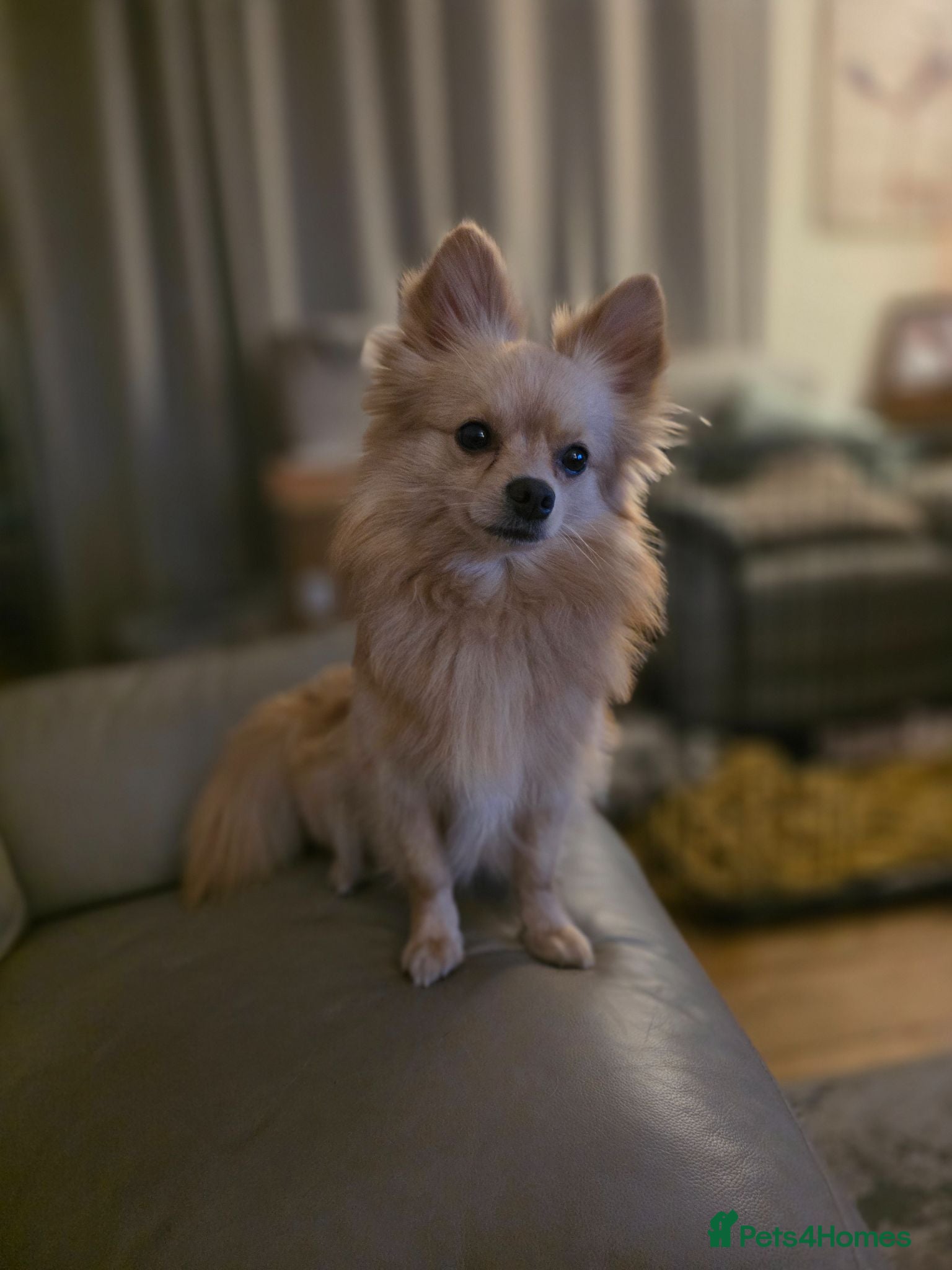 Pomchi dogs 🐶18month old Rare Blonde Tiny Pomchi 🥰 - Advert 1