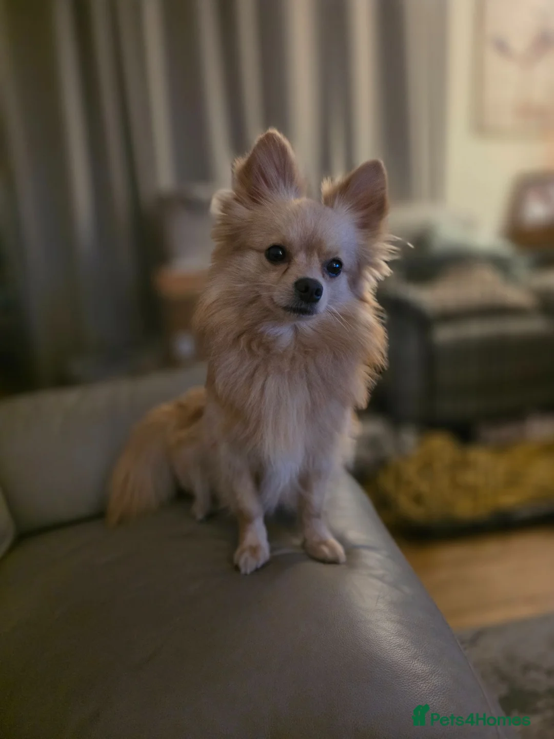 Pomchi dogs for sale: 🐶18month old Rare Blonde Tiny Pomchi 🥰 - Advert 1