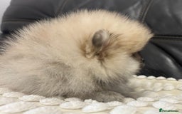 Pomeranian dogs for sale: Absolutely stunning true to type mini Pomeranian  - Advert 7