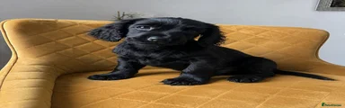 Cocker Spaniel 2