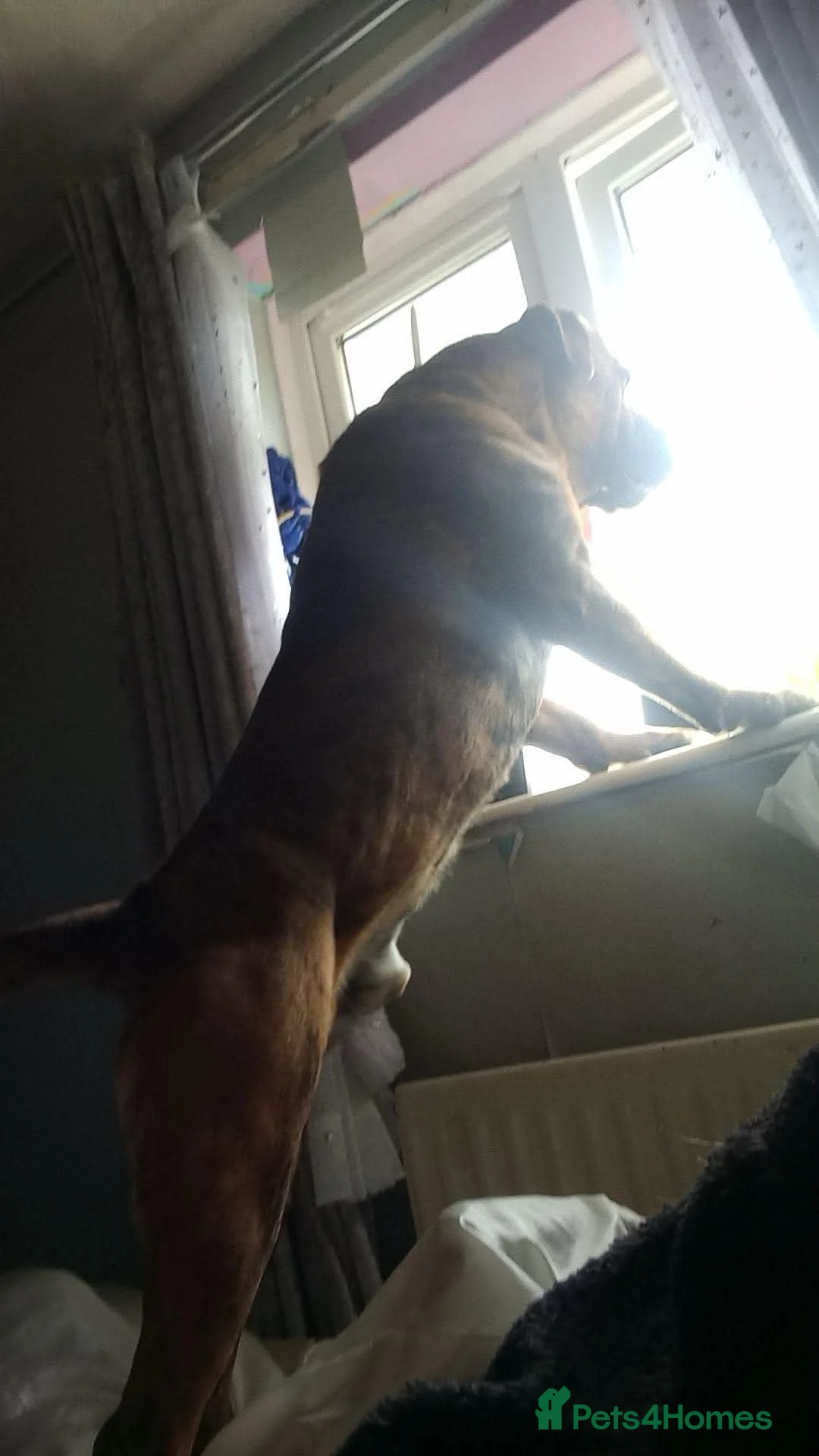 Presa Canario dogs for stud: Presa canario for studding in Sevenoaks - Advert 2
