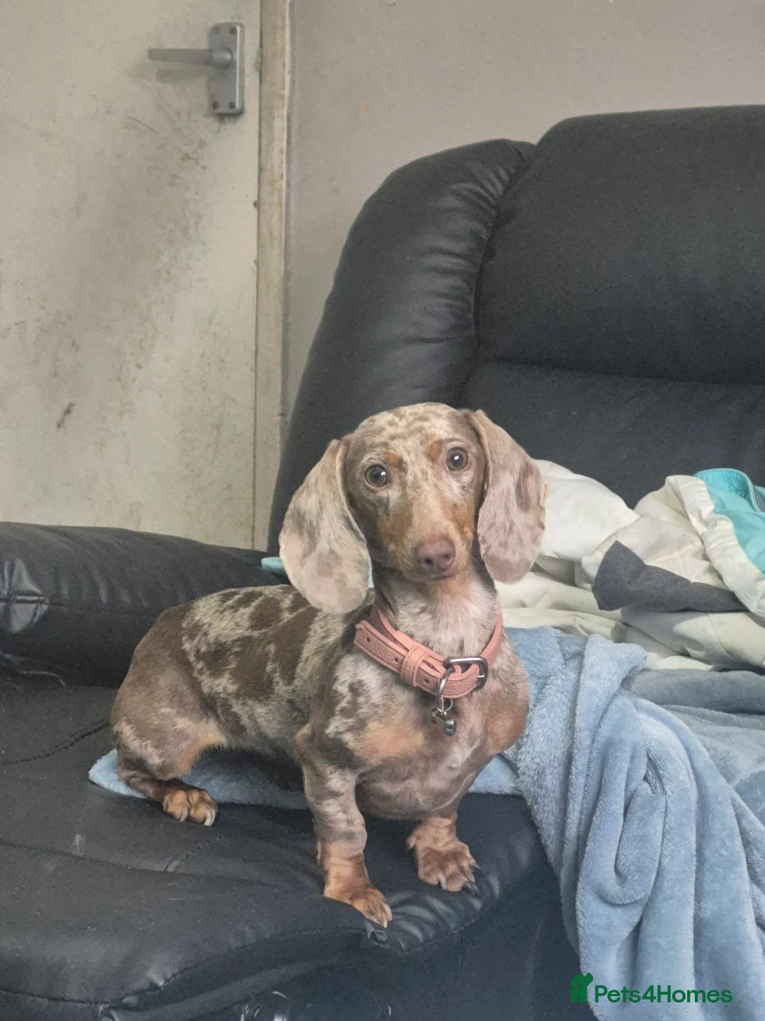 Miniature Dachshund dogs for sale: Maple - Advert 1