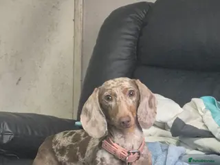 Miniature Dachshund dogs Maple - Advert 1