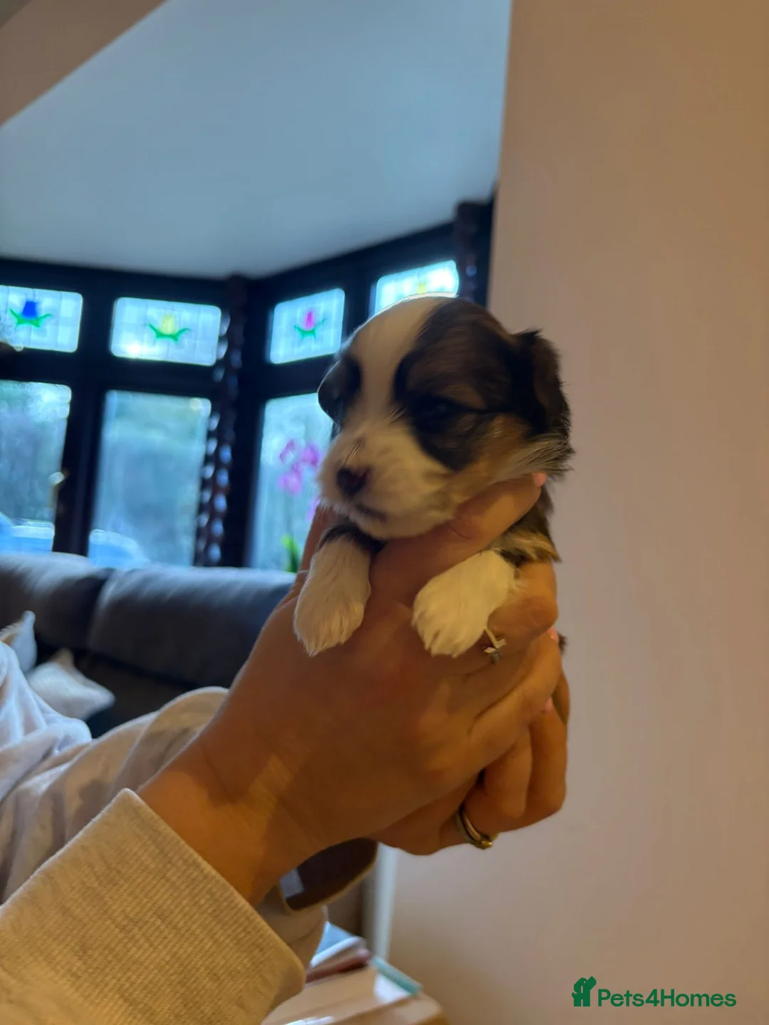 Havanese dogs for sale: Beautiful Havanese puppies - Advert 21