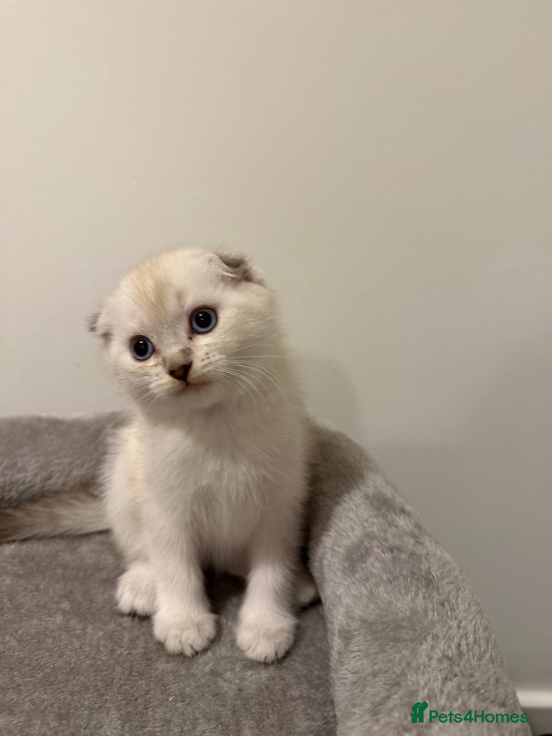 Scottish Fold cats for sale: Beautiful Scottish Fold/British Shorthair Kittens - Advert 20