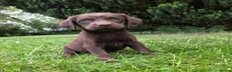 Cockerdor dogs for sale: Beautiful cockadors,HOME REARED and loved.  - Advert 2