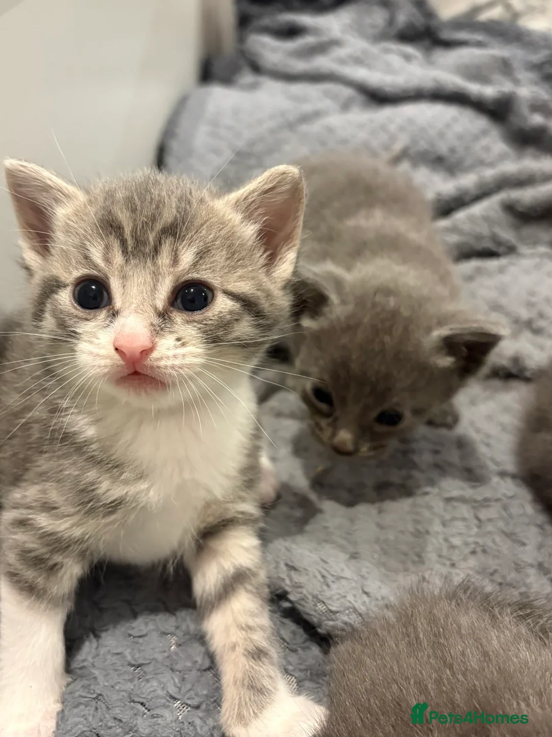 Mixed Breed cats for sale: Stunning grey and white kittens for sale  - Advert 7