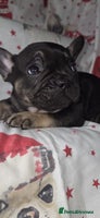 French Bulldog dogs 5 beautiful full frenchie pups - Advert 5