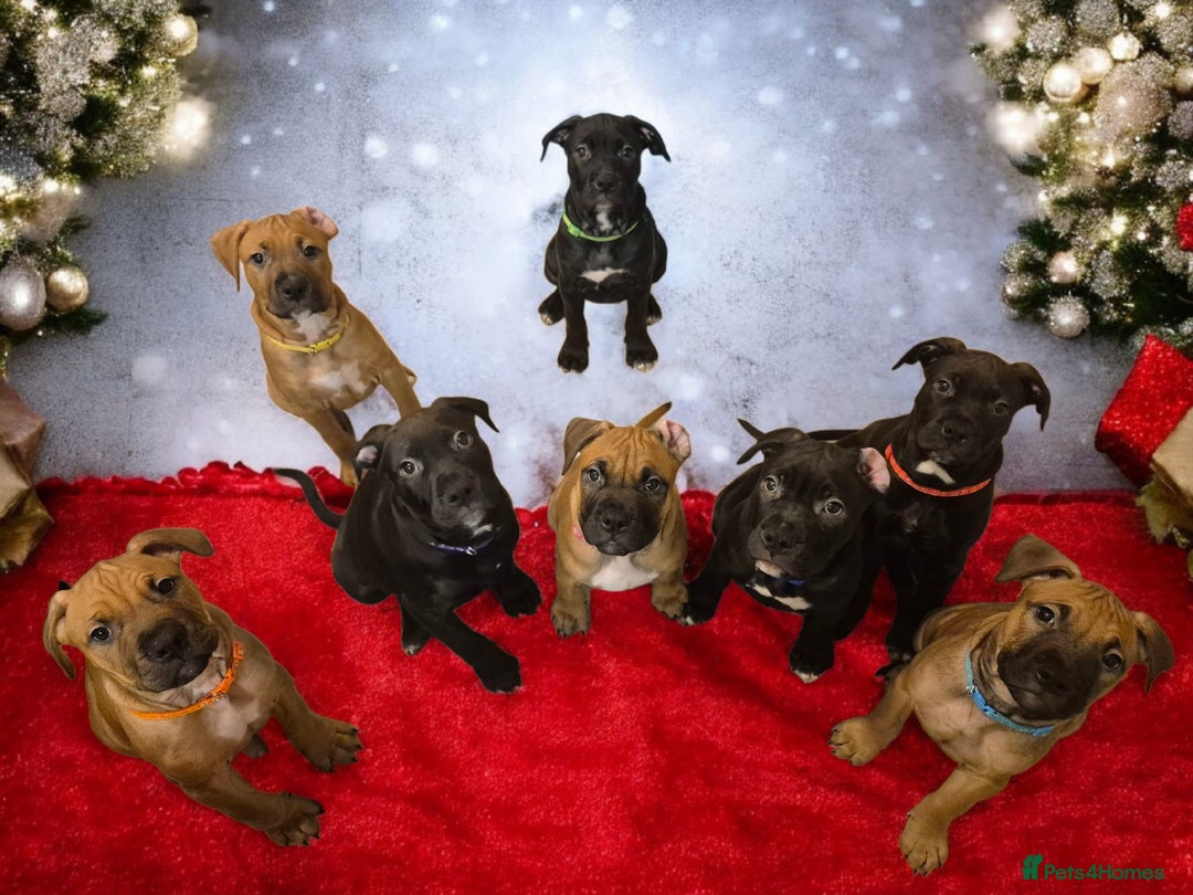 Mixed Breed dogs for sale: Bullmastiff x puppies 🐶  - Advert 6