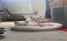 Ragdoll cats for sale: Gorgeous Bicolour Ragdoll kittens - Image 2
