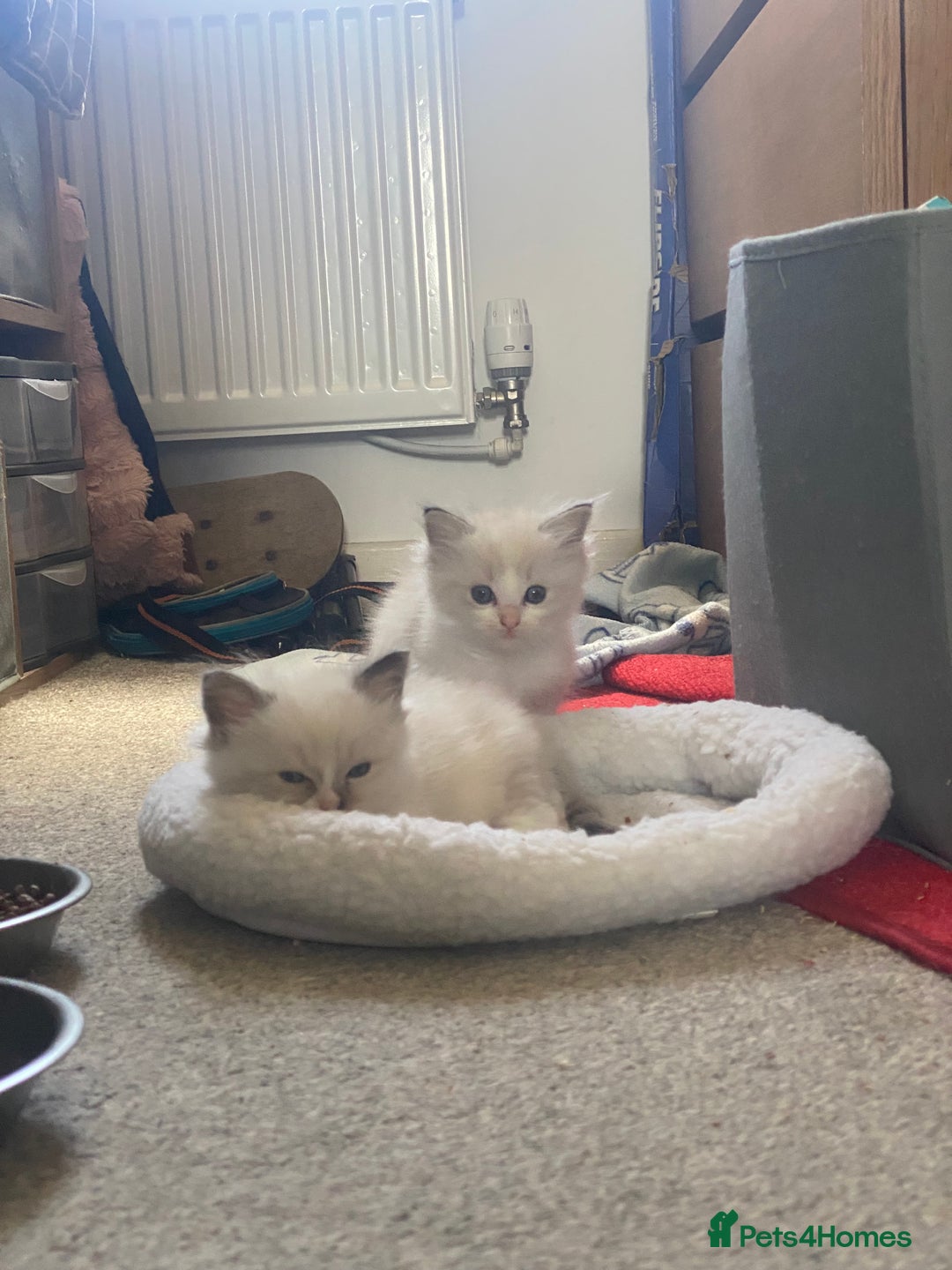 Ragdoll cats for sale: Gorgeous Bicolour Ragdoll kittens - Image 2