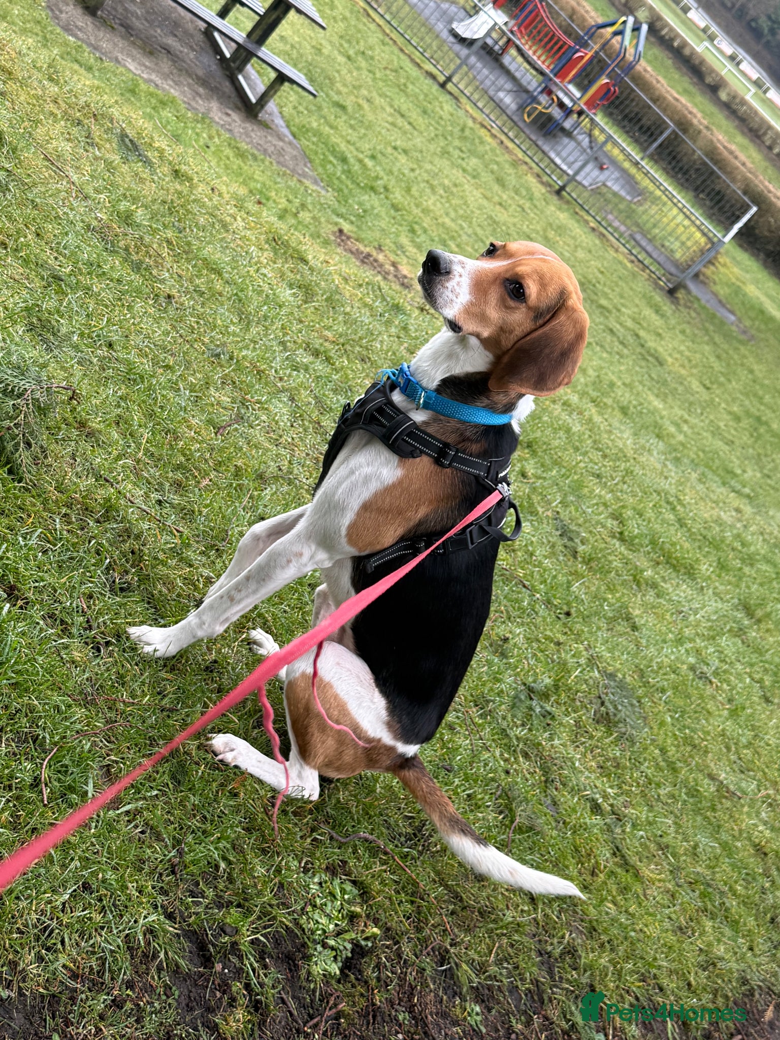 Mixed Breed dogs 4 year old beagle cross (ranger) - Advert 3