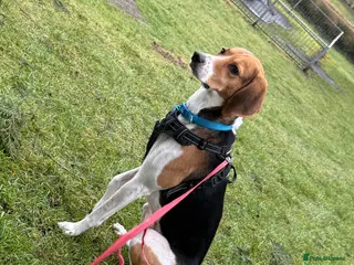 Mixed Breed dogs 4 year old beagle cross (ranger) - Advert 1