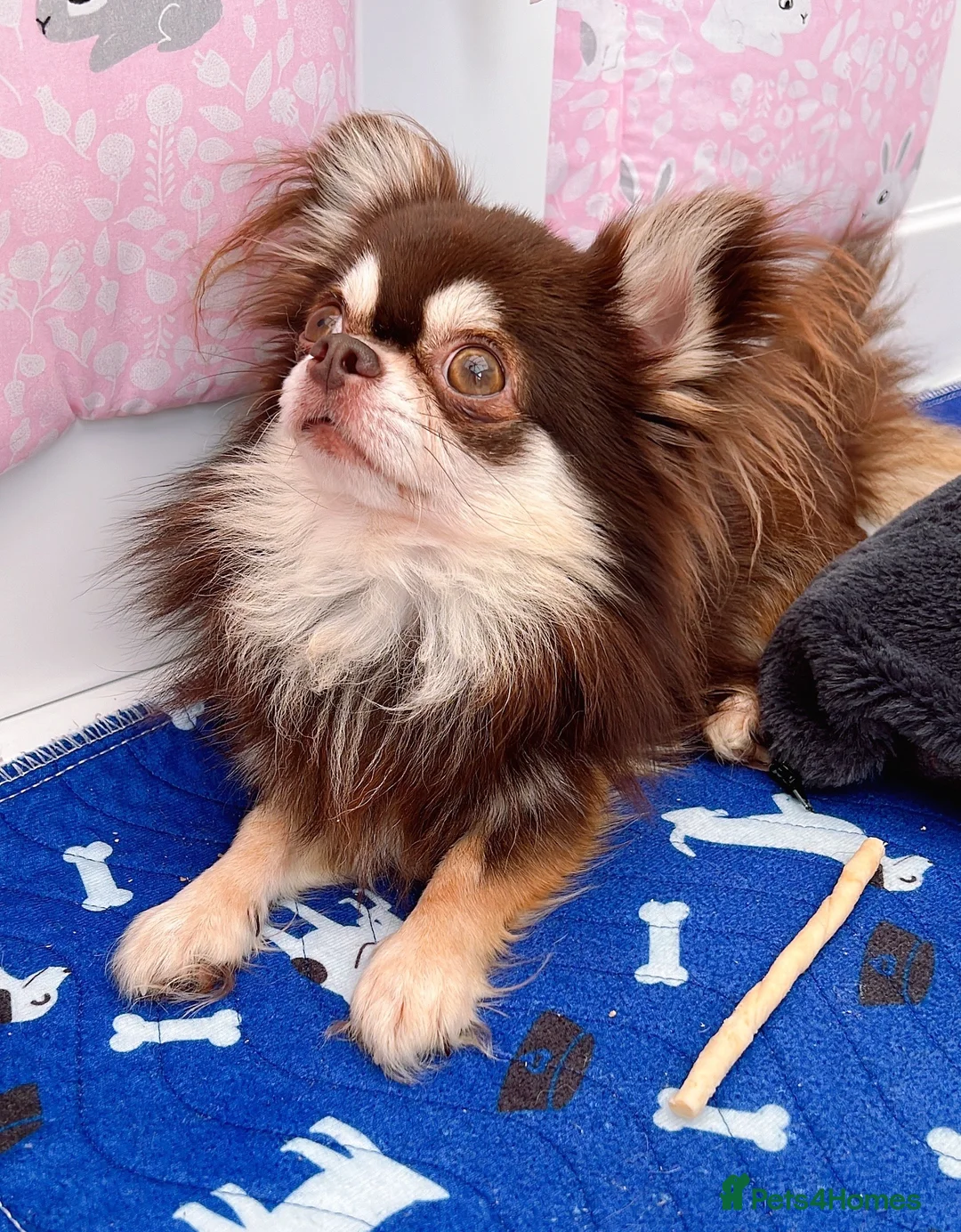 Chihuahua dogs for stud: Thailand imported chihuahua boy stud only in Doncaster - Advert 9