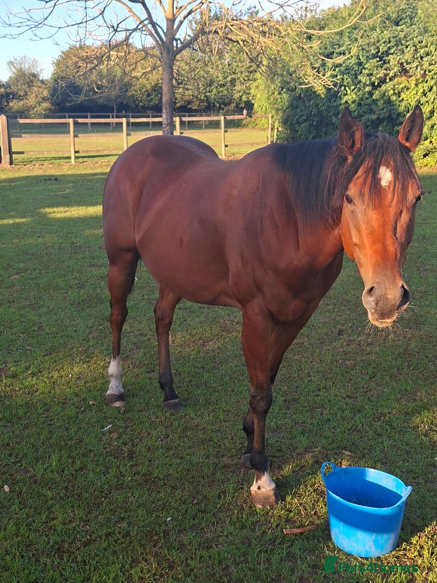 English Thoroughbred horses Beautiful bay TB mare - Advert 1