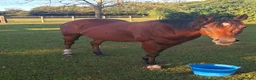 English Thoroughbred horses for sale: Beautiful bay TB mare in Deal - Advert 1