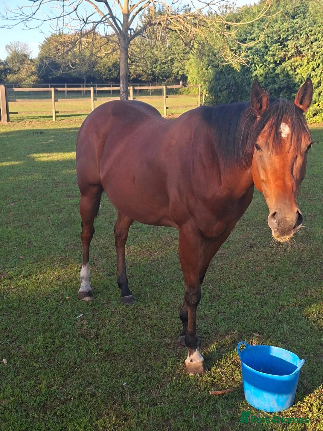 English Thoroughbred horses for sale: Beautiful bay TB mare in Deal - Advert 1