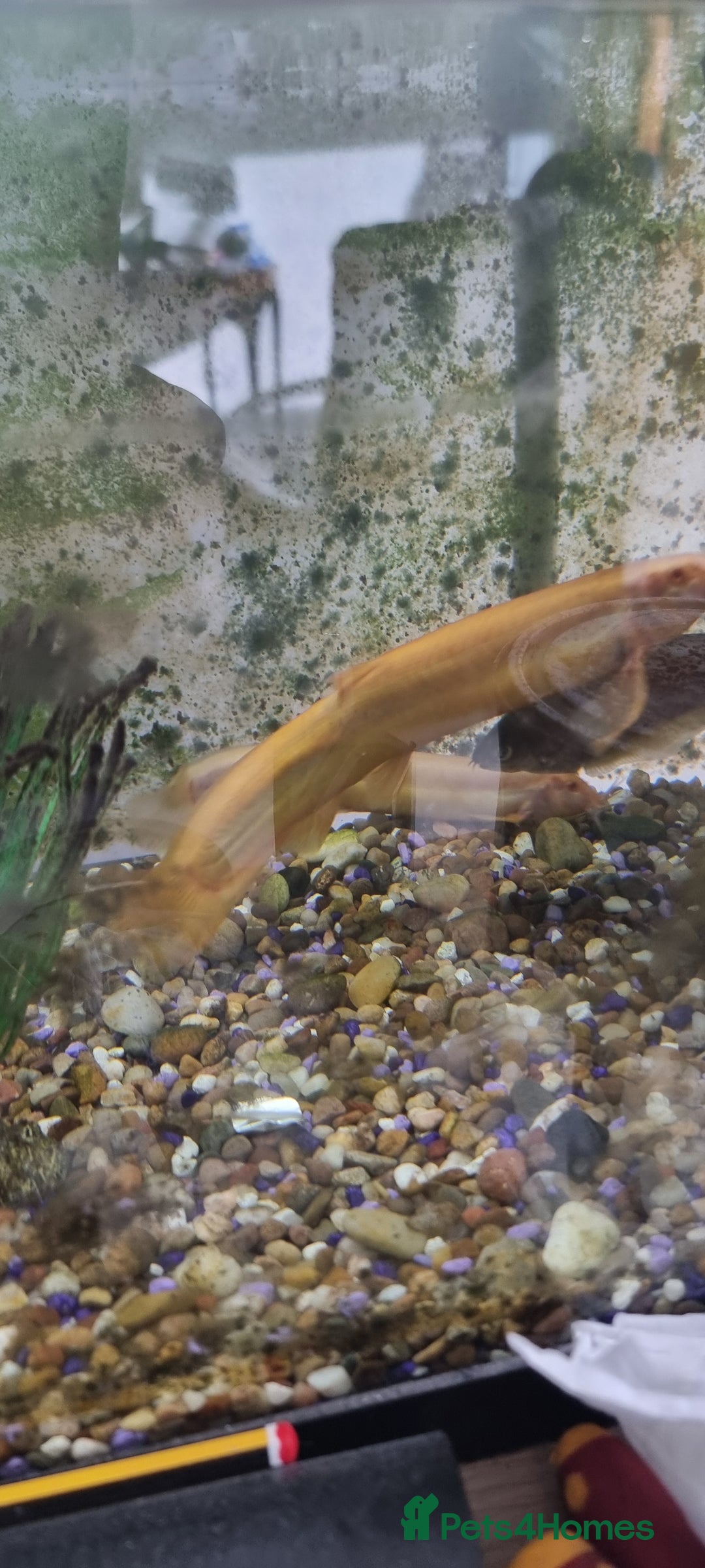 Gouramis fish for sale: Gourami catfish knife gish - Image 8