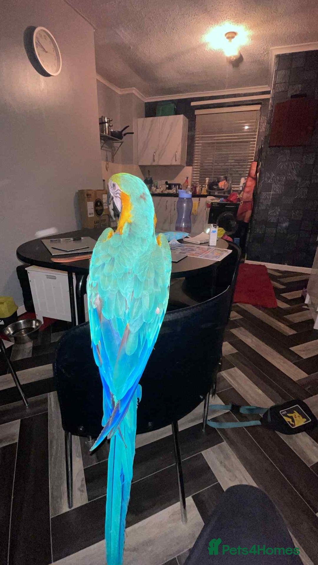 Parrots birds for sale: Blue and yellow macaw - Image 8
